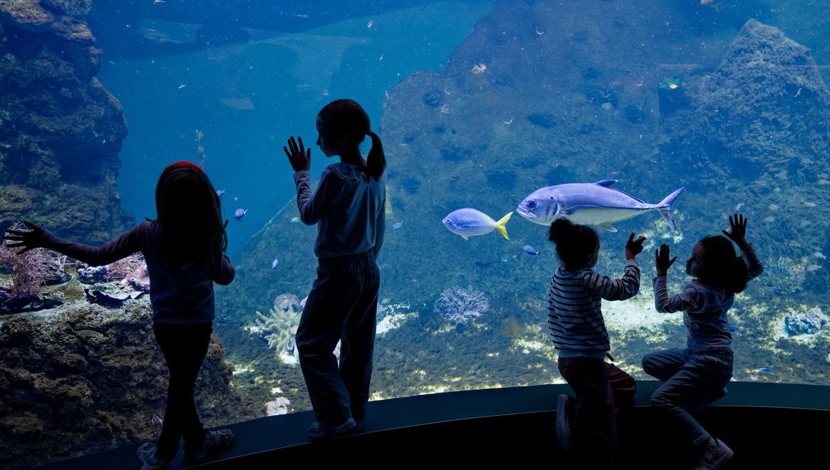 Nausicaà fête ses 35 ans avec une offre spéciale pour les enfants Poissons