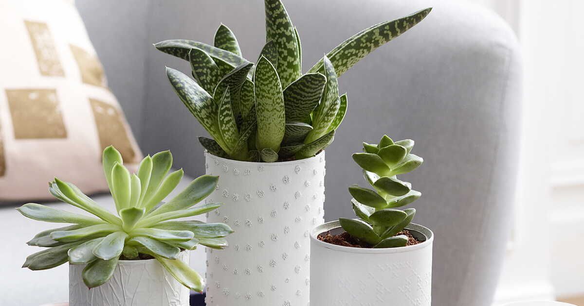 Transformez vos boîtes de conserve : astuces créatives et écoresponsables