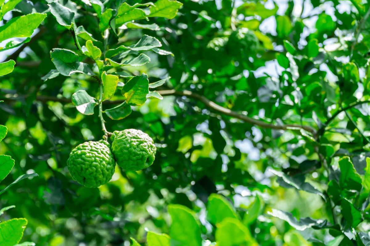 Découvrez les secrets du combava : plantation, entretien et récolte