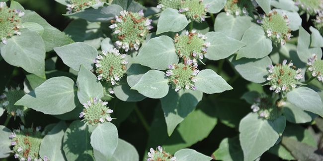 Menthe des montagnes (Pycnanthemum muticum), une plante fascinante et parfumée
