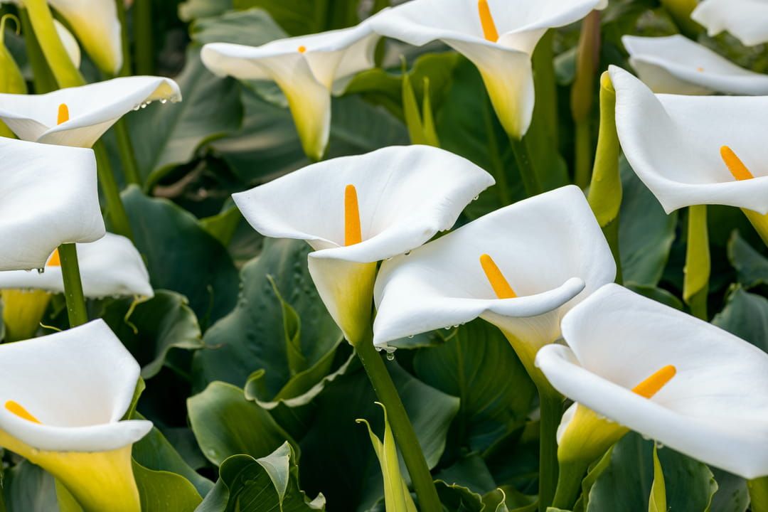 Zantedeschia : le calla qui sublime votre jardin dès maintenant