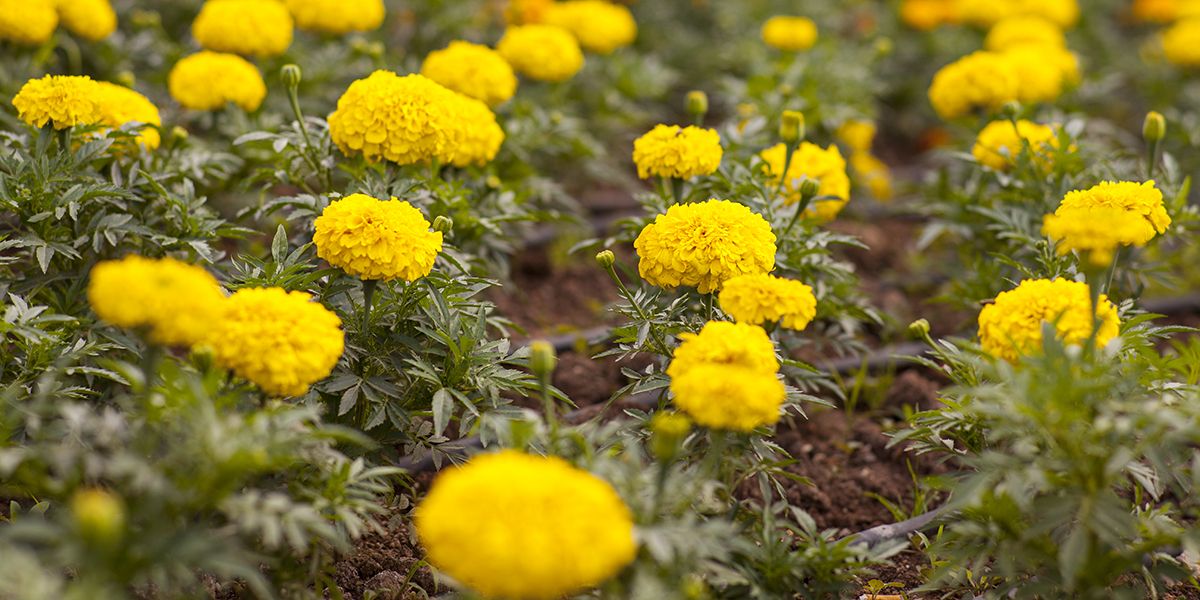Semis des œillets d'Inde : guide complet pour un jardin florissant