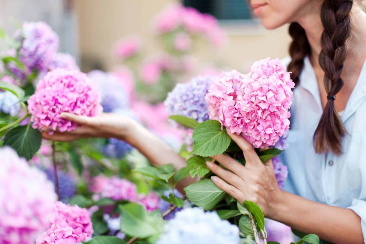 Rendez vos hortensias uniques : découvrez le secret de leur couleur