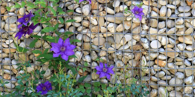Comment choisir une plante grimpante, où l'installer dans le jardin ?
