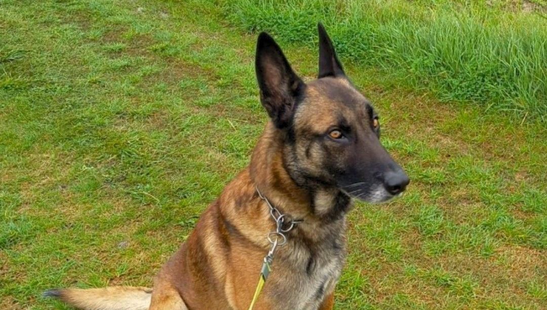 La terrifiante expérience d'une joggeuse confrontée à une attaque canine près du canal de Nordhouse