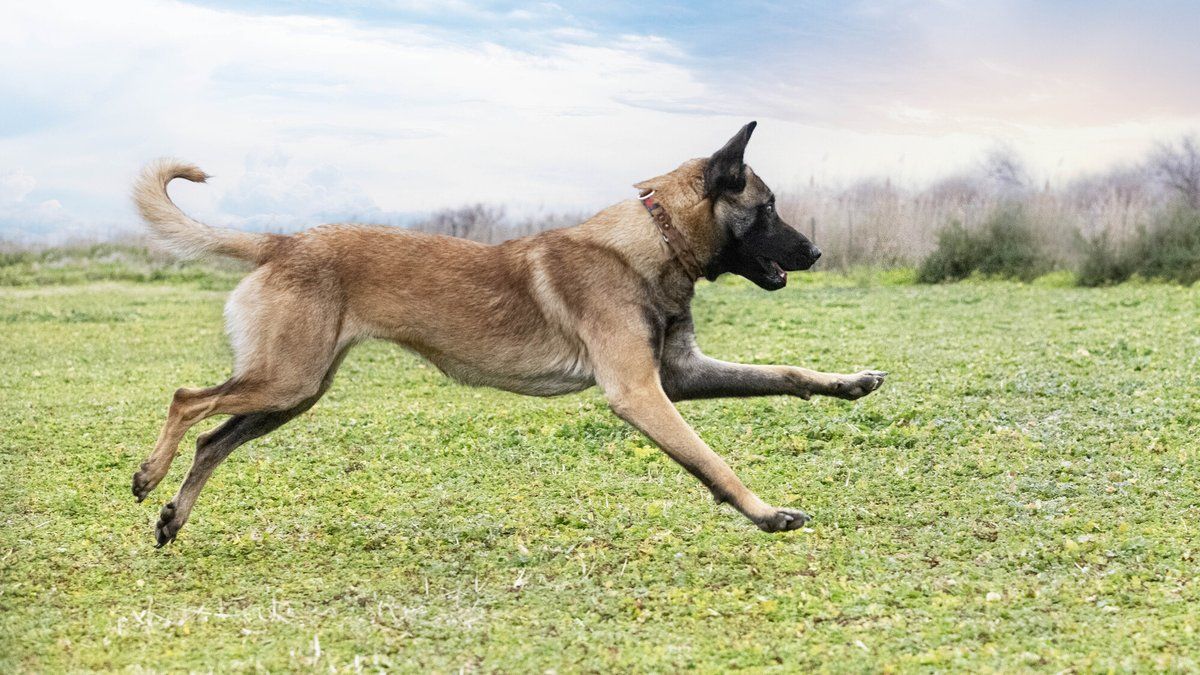 Deux malinois s'attaquent à une joggeuse : récit d'une rencontre terrifiante
