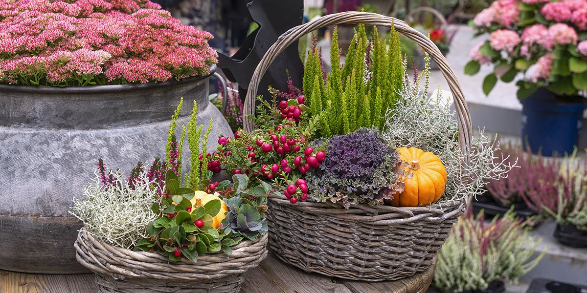 Célébrez Noël avec des potées fleuries élégantes