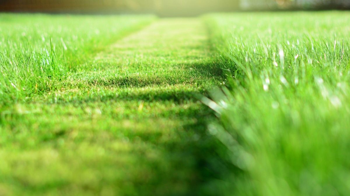 Peut-on tondre sa pelouse en hiver ? Les conseils essentiels