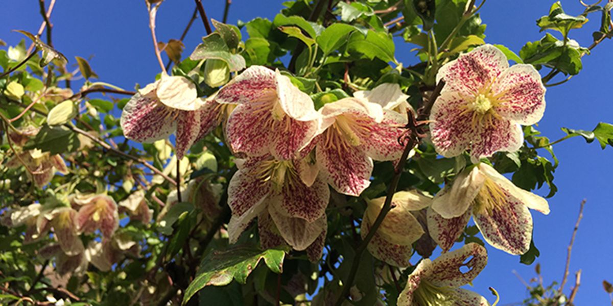 Clématite de Noël (Clematis cirrhosa), une clématite hivernale