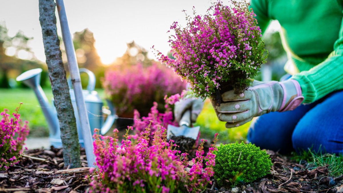 Jardinage : le secret pour garder vos bruyères en pot et en pleine terre