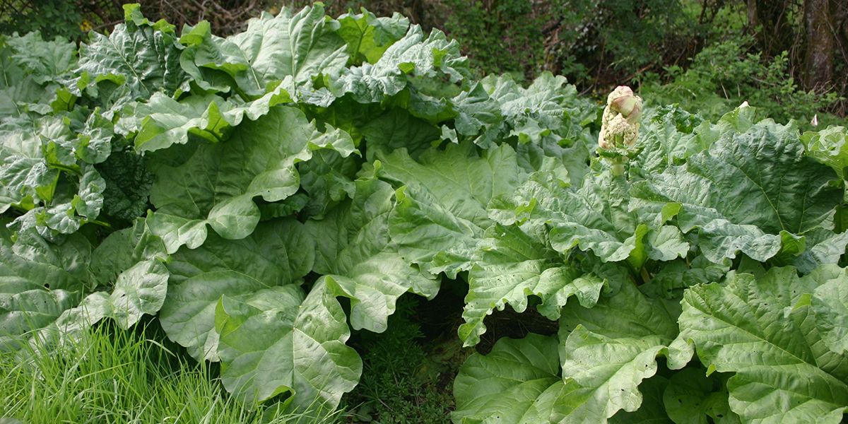 Purin de rhubarbe : astuces et recettes pour un jardin en pleine santé
