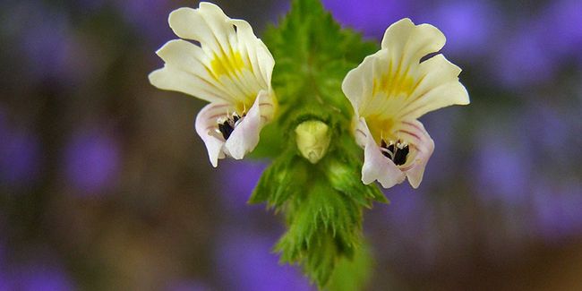 L'euphraise de Rostkov : un remède naturel contre la conjonctivite