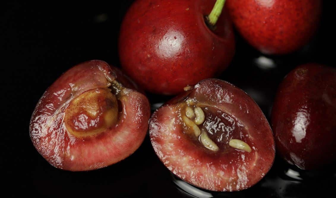 Lutter efficacement contre le ver de la cerise
