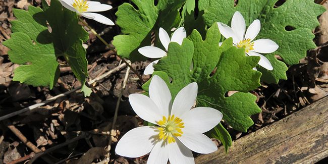 La sanguinaire du Canada : un remède aux multiples vertus