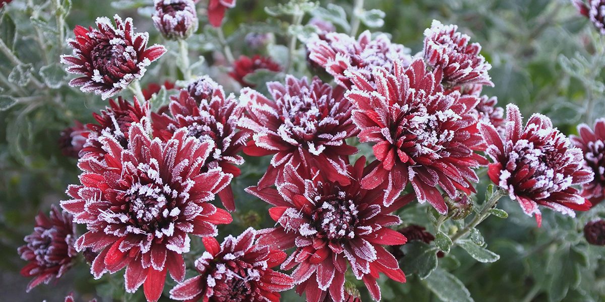 Hivernage des chrysanthèmes : conseils pour les protéger du froid