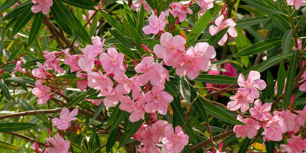 À la découverte du laurier-rose, cet incontournable des jardins méditerranéens