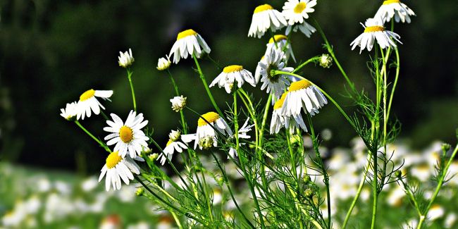 Camomille romaine : une plante aux vertus apaisantes et digestives