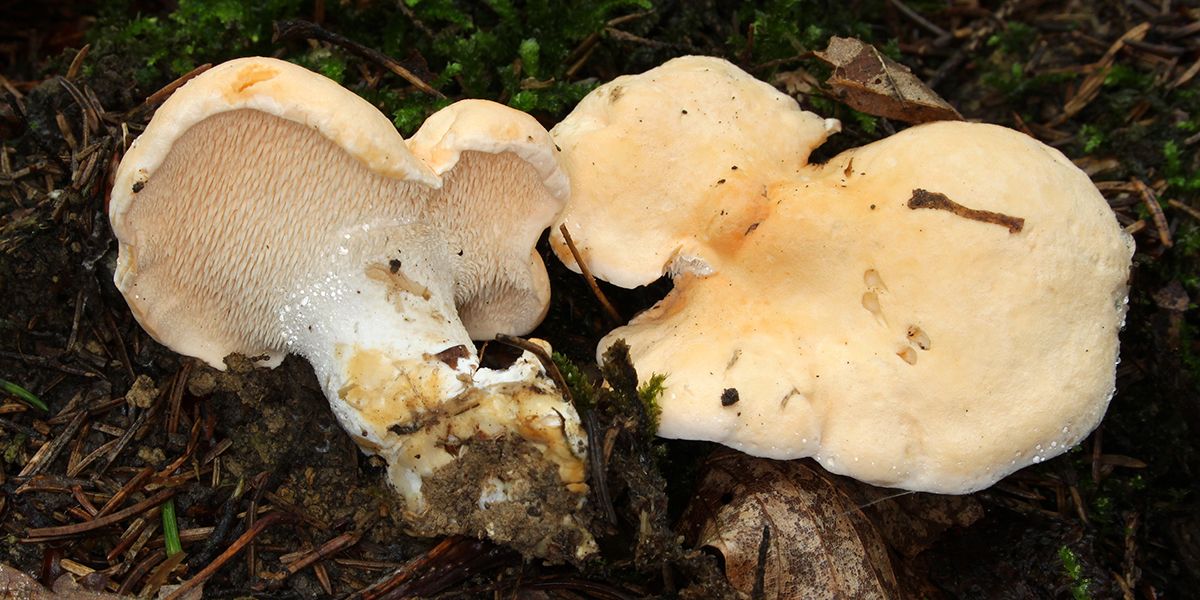 À la découverte du pied-de-mouton : un champignon aux mille saveurs