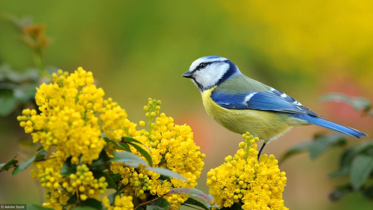 Attirer les oiseaux : les meilleures stratégies pour votre jardin