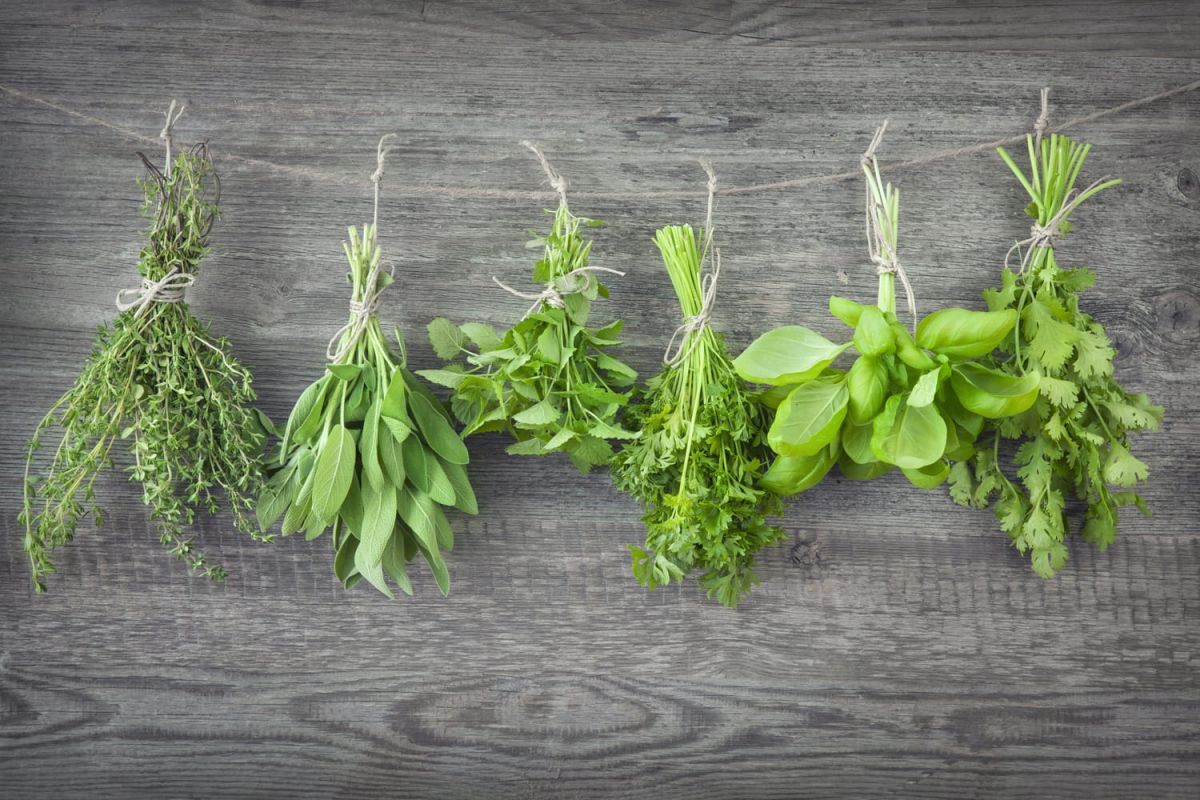 Les secrets pour prolonger la vie de vos fines herbes