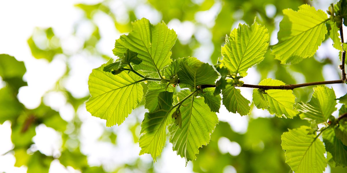Pourquoi mon noisetier ne donne pas ou très peu de noisettes ?