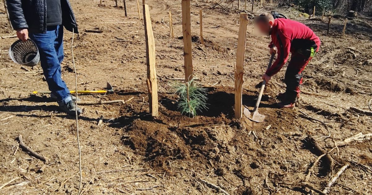 Un sanctuaire pour les pins de Salzmann : un projet ambitieux à Issamoulenc