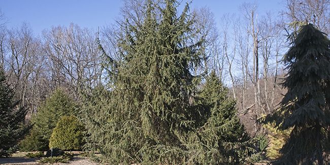 Epinette blanche : un trésor végétal méconnu de nos forêts