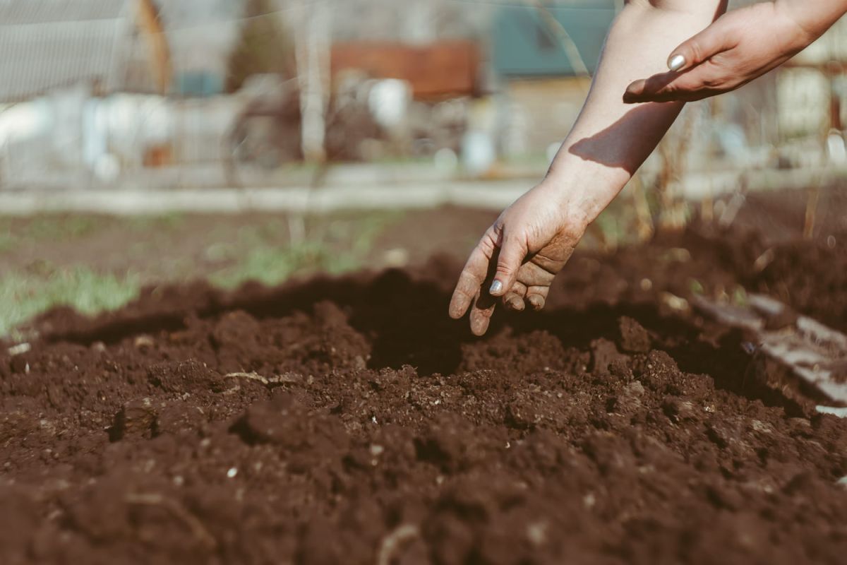 Les plantations essentielles de septembre pour un potager d'hiver florissant