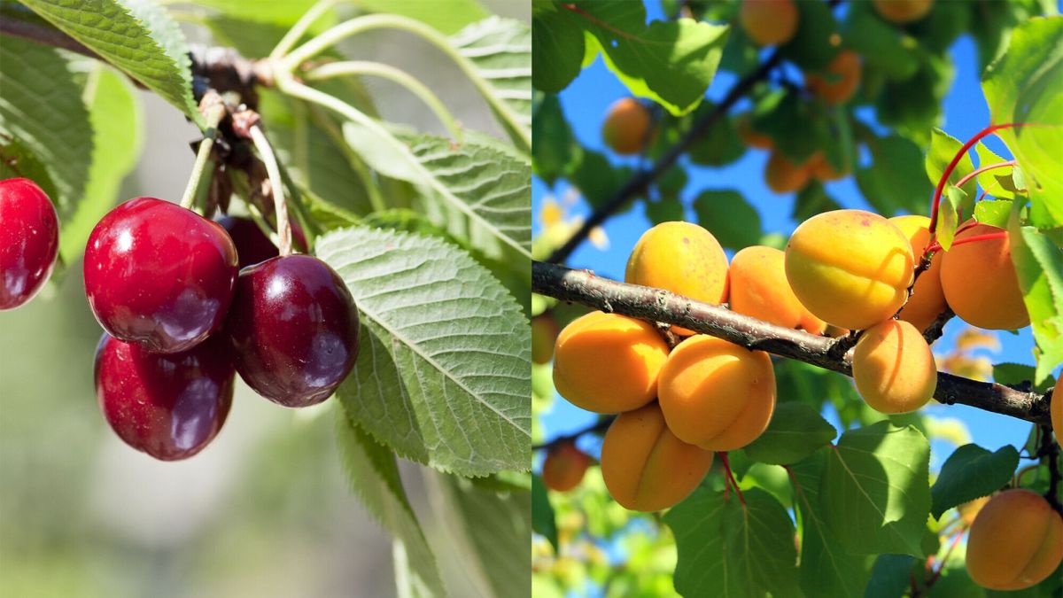 Préparer son jardin à l'automne : les astuces pour bien tailler vos arbres fruitiers