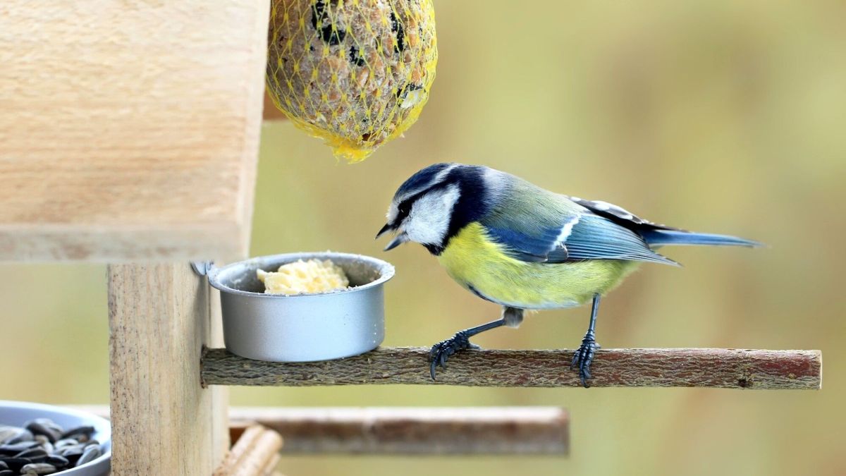 Quand est-il temps d'arrêter de nourrir les oiseaux du jardin ?
