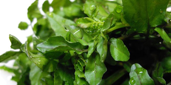 Cresson d'eau, une plante aux mille vertus
