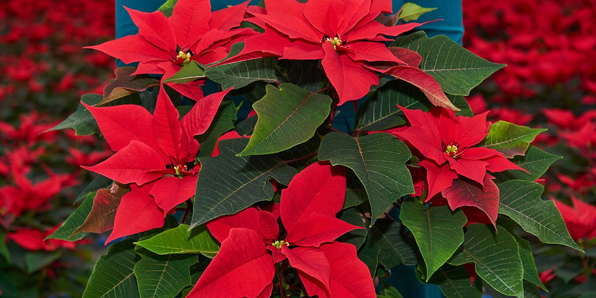 Poinsettia (Euphorbia pulcherrima) : L'étoile des fêtes