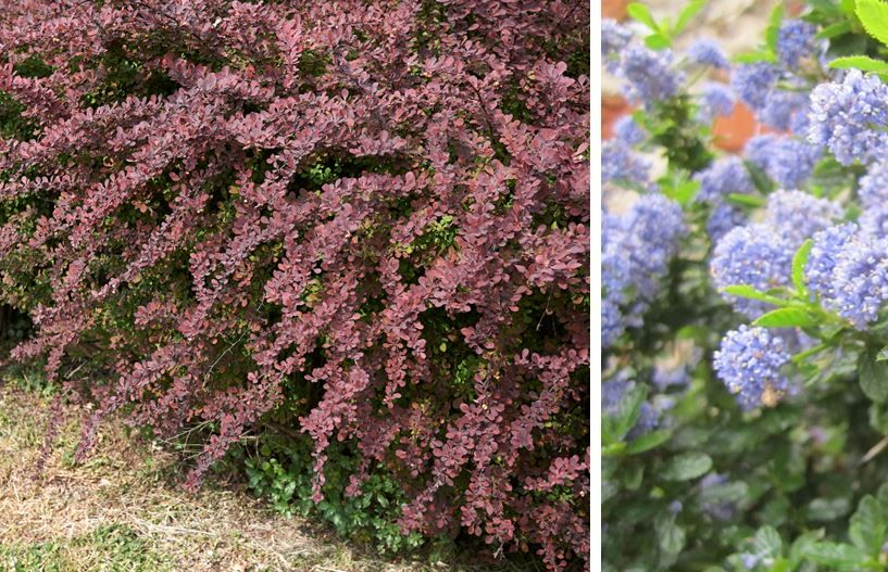 Cultivez une haie basse persistante : 12 arbustes à découvrir