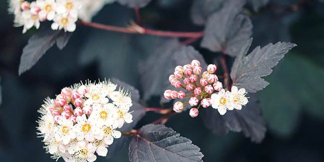 Découvrez le physocarpe à feuille d'obier, un arbuste facile à cultiver