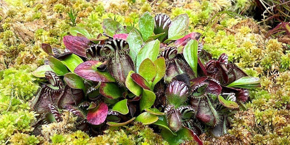 Cultiver des plantes carnivores en extérieur : conseils pratiques et espèces à découvrir