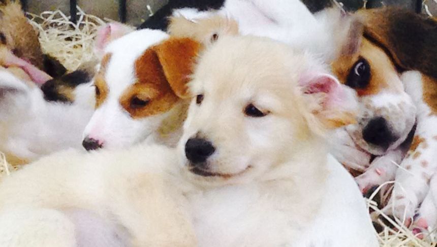 Un procès sans précédent à Nice : plongée dans un vaste trafic de chiots