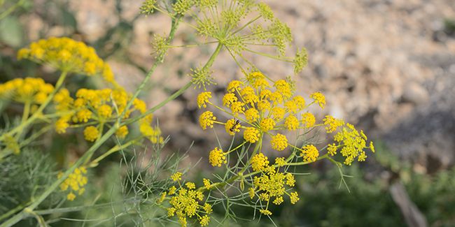 Découverte de l'aneth des moissons
