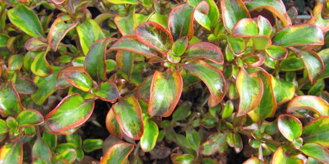 Le coprosme : la plante miroir qui embellit votre jardin