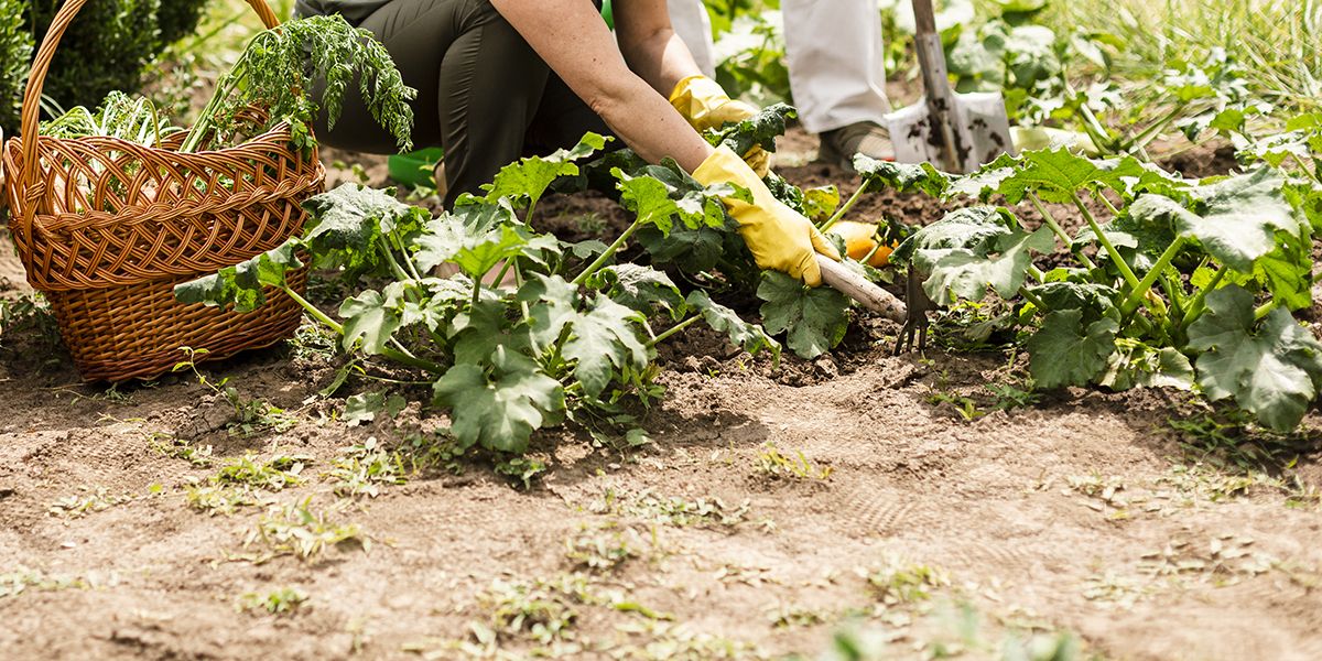 Préparer son potager pour l'hiver : les incontournables à planter