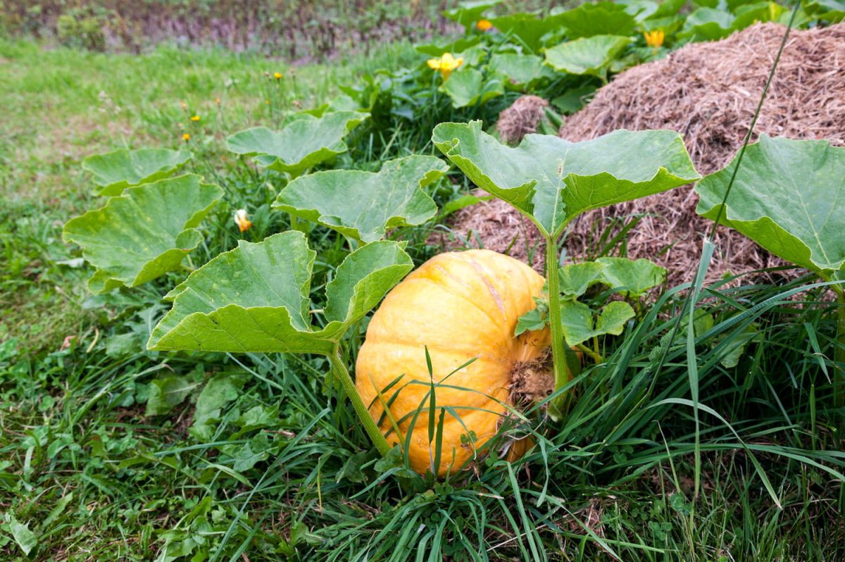 À la découverte du potiron : guide de culture et variétés