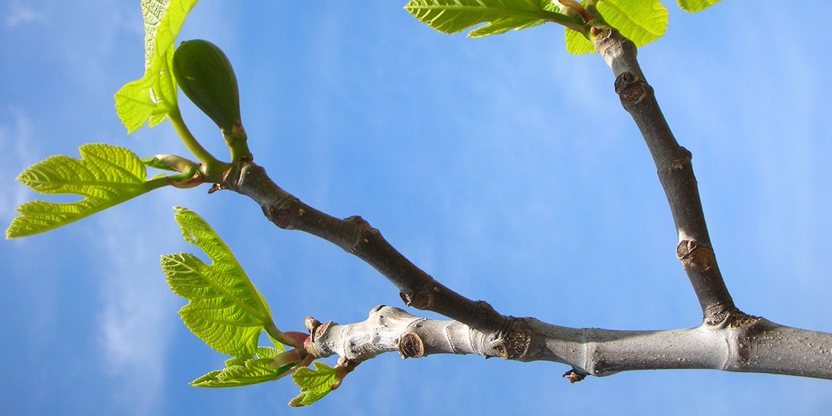 Bien tailler son figuier : conseils et astuces