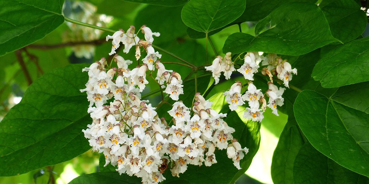 Le catalpa commun, un arbre à l'ombre généreuse