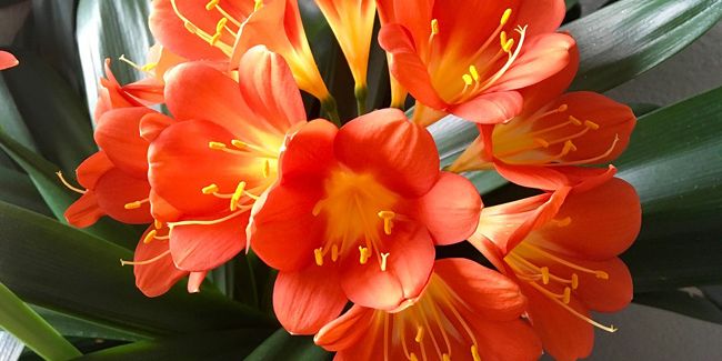 Découvrez le clivia, une plante d'intérieur au charme éclatant