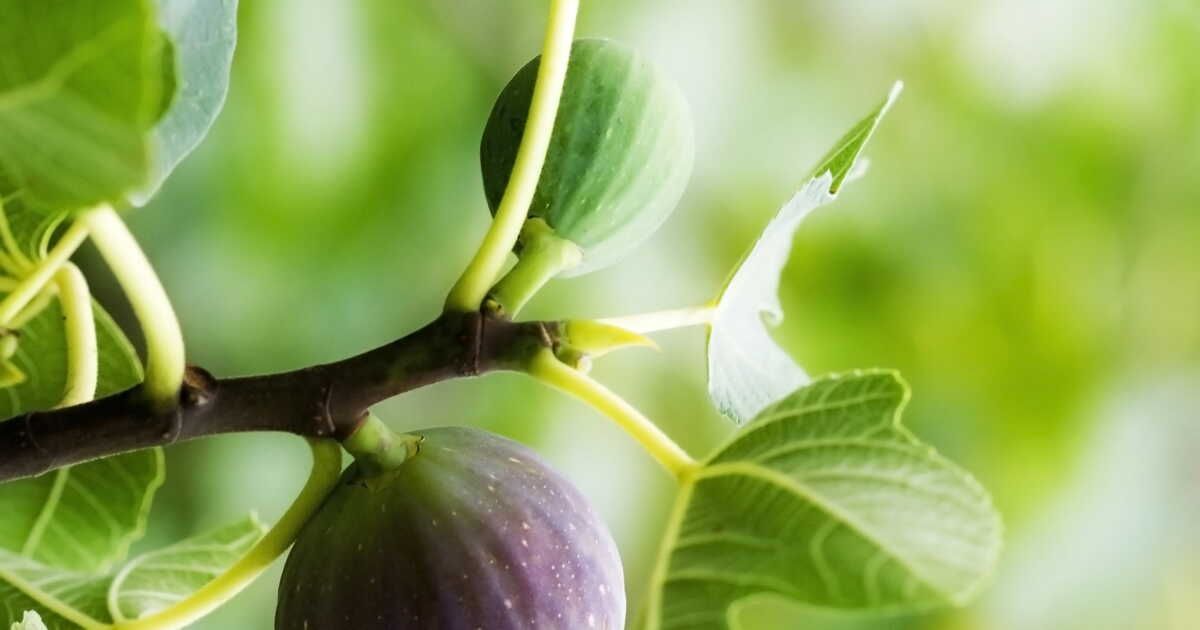 Secrets de taille pour un figuier généreux en fruits
