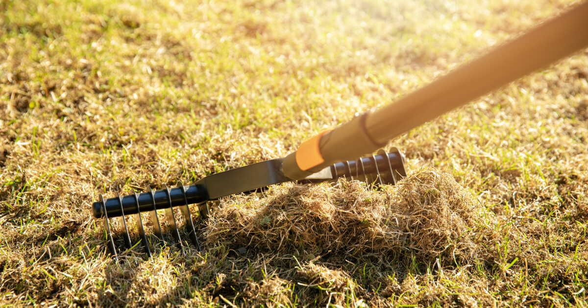 Les bienfaits de la scarification pour un gazon éclatant