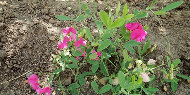 Châtaigne de terre (Lathyrus tuberosus) : un trésor terrestre
