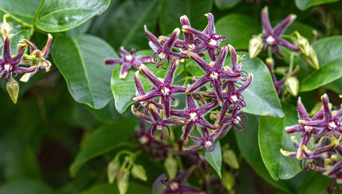 La périploque de Grèce : une belle menace pour les zones humides du Vaucluse