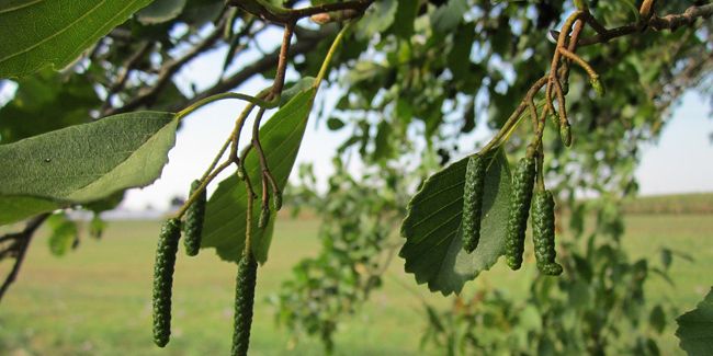 Découverte de l'aulne (Alnus spp.), l'arbre aux multiples facettes