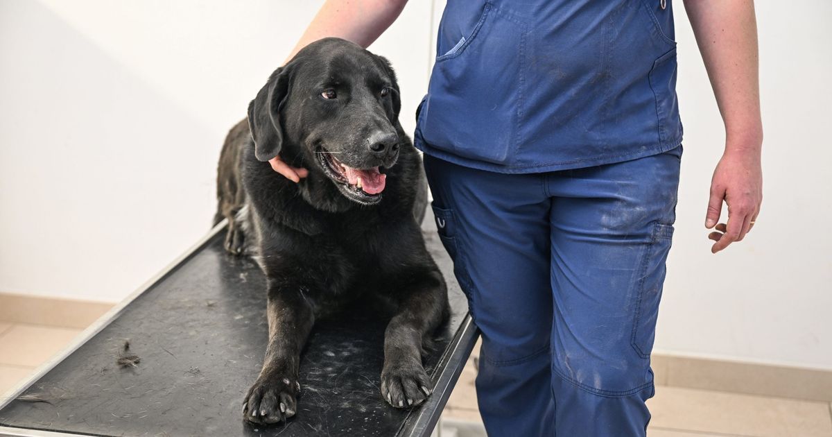Alarme à Avignon : une épidémie de parvovirose canine menace nos compagnons