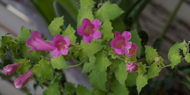L'asarine grimpante : la plante qui transforme votre jardin